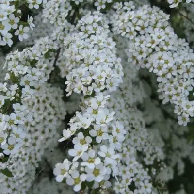 Спирея АРГУТА в Гродно