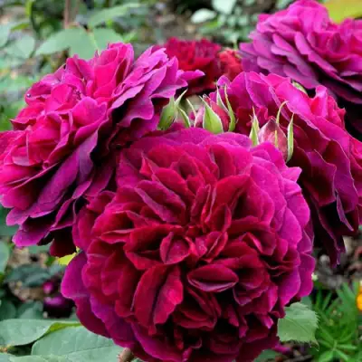 Роза МАНСТЕД ВУД английская в Гродно