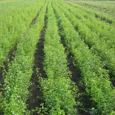 Подвой сливы ДИКАЯ АЛЫЧА в Гродно