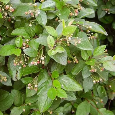 Кизильник блестящий в Гродно