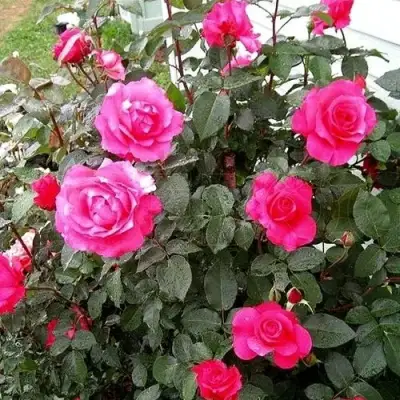 Роза МАЛИНОВЫЙ ЗВОН чайно-гибридная в Гродно