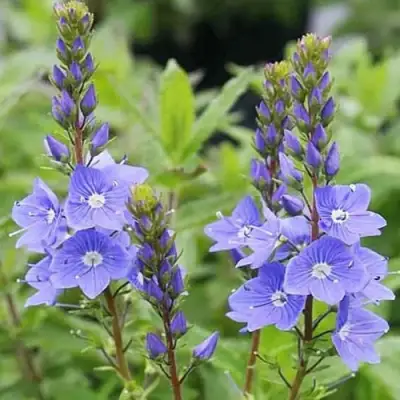 Вероника РОЯЛ БЛЮ большая в Гродно