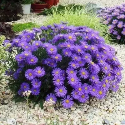 Астра ЛЕДИ ИН БЛЮ в Гродно