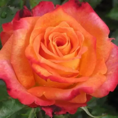 Роза ВАУ чайно-гибридная в Гродно