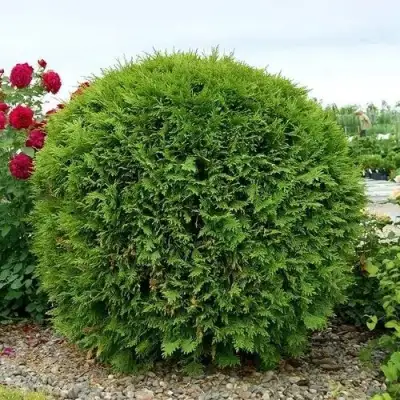 Туя ВУДВАРДИ западная в Гродно