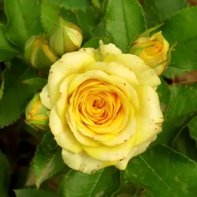 Роза САН СИТИ спрей в Гродно