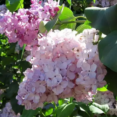 Сирень ГОРТЕНЗИЯ в Гродно