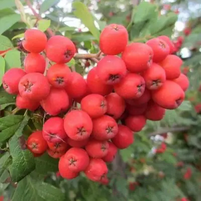 Рябина НЕВЕЖИНСКАЯ сладкоплодная в Гродно