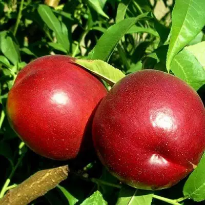 Нектарин НЕКТАРЕД-4 в Гродно