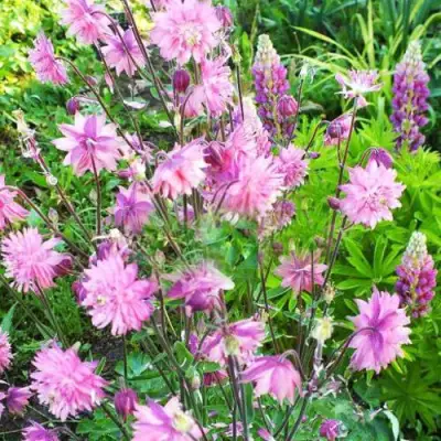 Аквилегия БАРЛОУ ПИНК гибрид МакКаны в Гродно