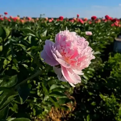 Пион ИМПЕРАТОРСКАЯ НАЛОЖНИЦА древовидный в Гродно