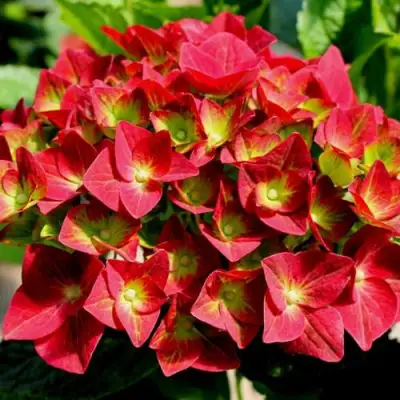 гортензия крупнолистная грин шадоу