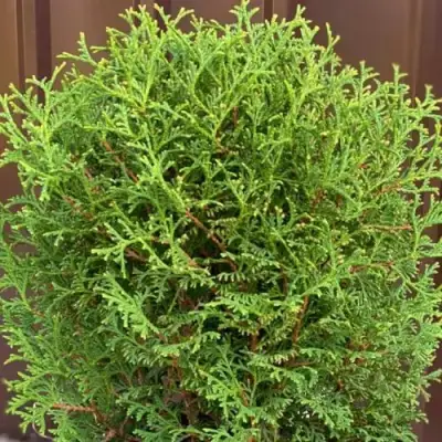 Туя ХОЗЕРИ западная в Гродно