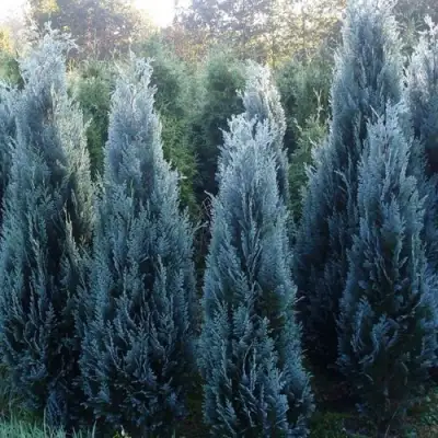 Кипарисовик ДАРТС БЛЮ РИББОН лавсона в Гродно