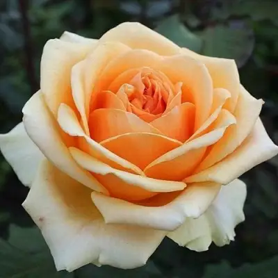 Роза ГЕЙША чайно-гибридная в Гродно