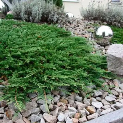 Можжевельник ПРИНЦ ОФ УЭЛЬС горизонтальный в Гродно