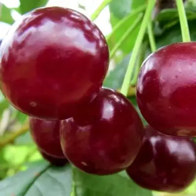 Вишня ГРИОТ БЕЛОРУССКИЙ в Гродно