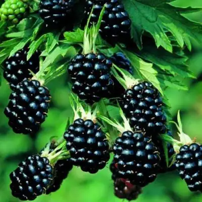 Ежевика КИТАНИНИ бесшипная  в Гродно