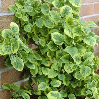 Гортензия МИРАНДА черешковая в Гродно