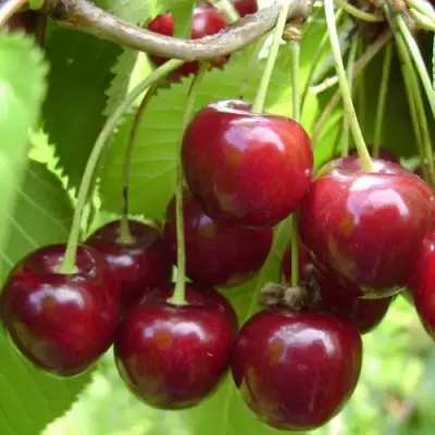 Вишня ХАРИТОНОВСКАЯ в Гродно