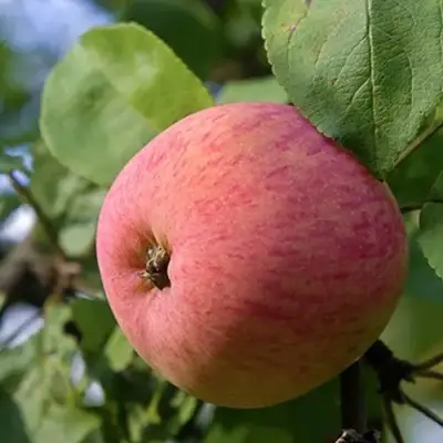 Яблоня МЕЛБА в Гродно