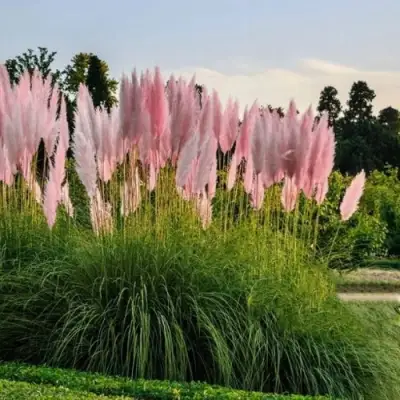 Кортадерия розовая (пампасная трава) в Гродно