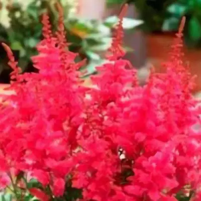 Астильба ЮНИК КАРМИН гибридная в Гродно