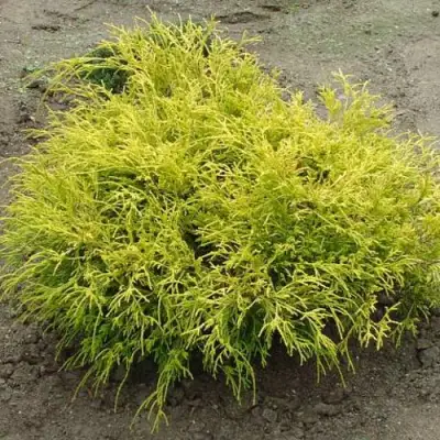 Кипарисовик ГОЛДЕН МОП горохоплодный в Гродно