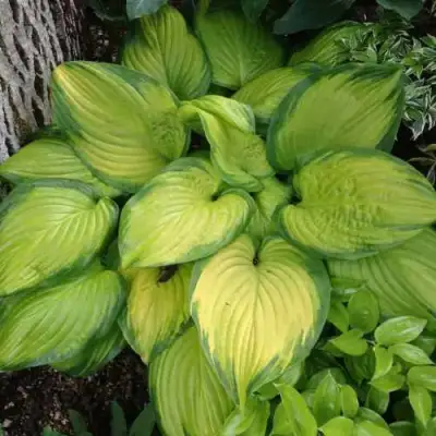 Хоста СТЕЙНД ГЛАСС гибридная в Гродно