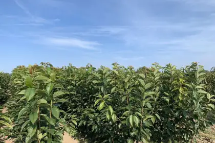 Наши саженцы, посадка и уход - Правильная обрезка растений