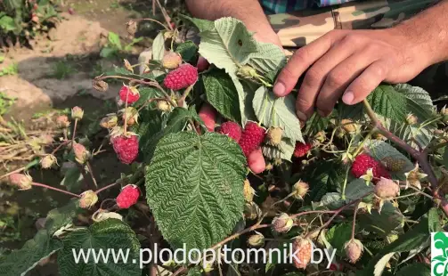 Превью видео