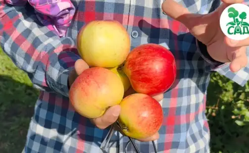 Превью видео