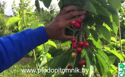 Превью видео