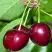 Черешня ВАСИЛИСА в Гродно