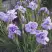 Ирис ИМПЕРИАЛ ОПАЛ сибирский в Гродно