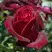 Роза ПАПА МЕЙЯН чайно-гибридная в Гродно