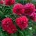 Пион БЕЛГРАВИЯ травянистый в Гродно