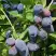 Жимолость съедобная БЛУ ТРЕЖЭ (ГОЛУБОЕ СОКРОВИЩЕ) в Гродно