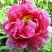 Пион ВОСХОД СОЛНЦА древовидный в Гродно