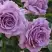 Роза ЛАВ СОНГ флорибунда в Гродно