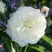 Роза АЛАБАСТЕР флорибунда в Гродно