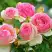 Роза ПЬЕР ДЕ РОНСАР плетистая в Гродно