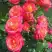 Роза МИДСАММЕР флорибунда в Гродно