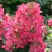 Гортензия МЕГА МИНДИ метельчатая в Гродно