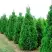 Туя СПИРАЛИС западная в Гродно