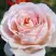 Роза АНДРЕ ЛЕ НОТР чайно-гибридная в Гродно