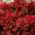 Барбарис РЕД ХОТ ЧИЛИ тунберга в Гродно