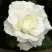 Роза МОНДИАЛЬ чайно-гибридная в Гродно