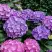 Гортензия ГАМБУРГ крупнолистная в Гродно