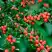 Кизильник горизонтальный в Гродно